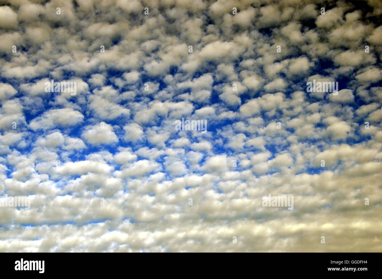 "Lamb clouds" or altocumulus clouds Stock Photo - Alamy