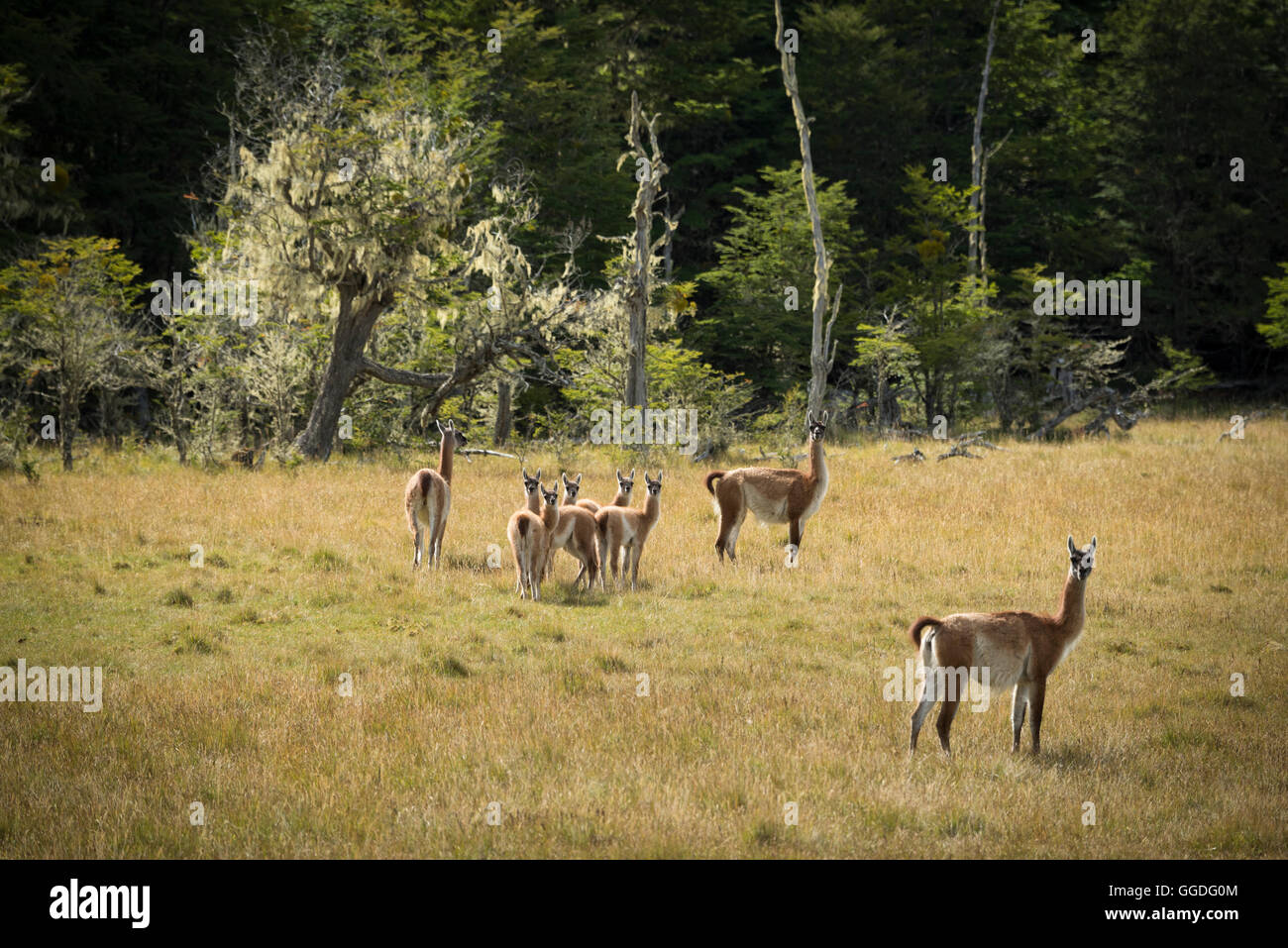 South America; Tierra del Fuego, Argentina, Estancia Rolito, ancient forest, Guanacos Stock Photo