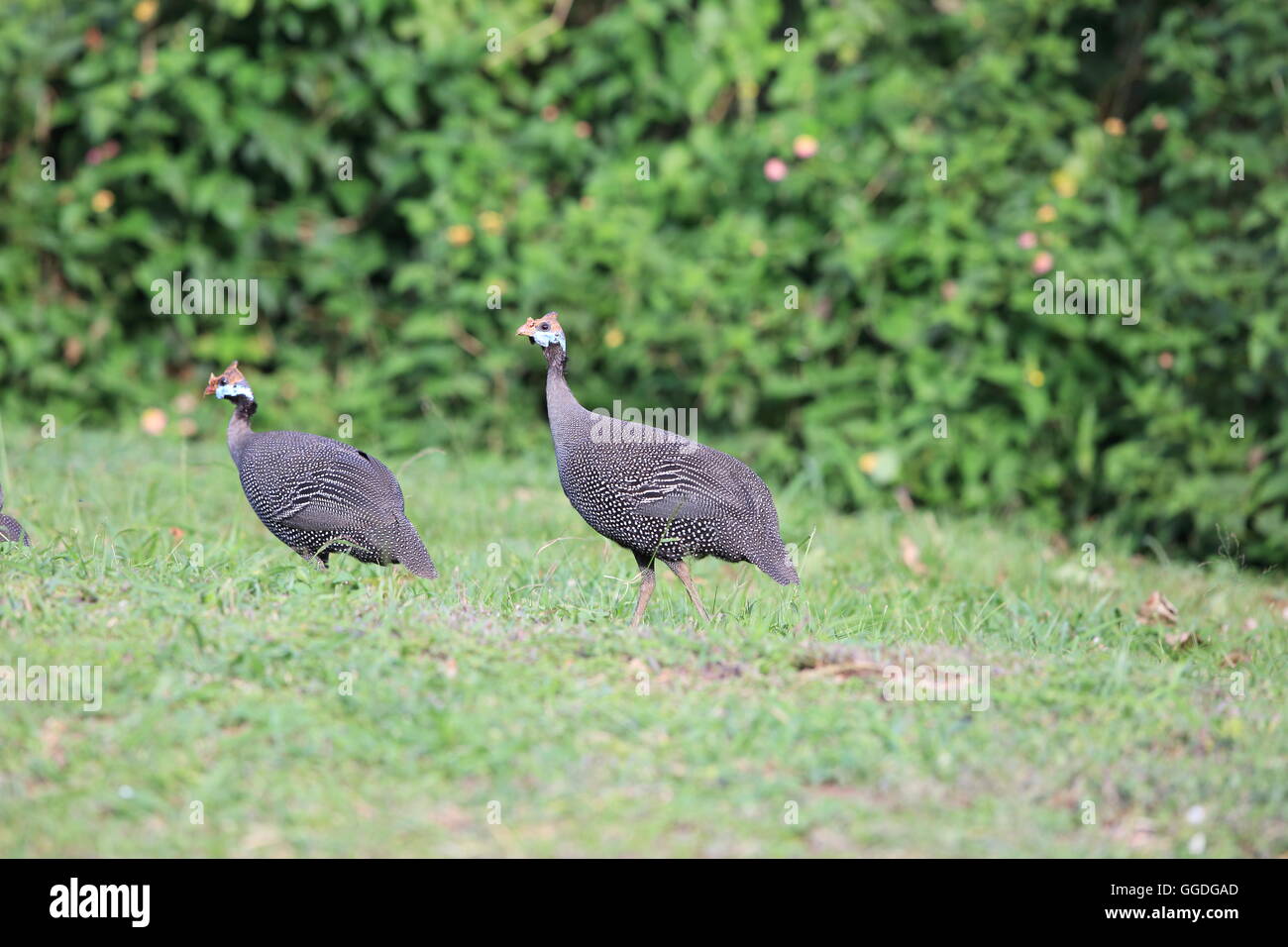 Helmeted guineafowl (Numida meleagris) in Uganda Stock Photo