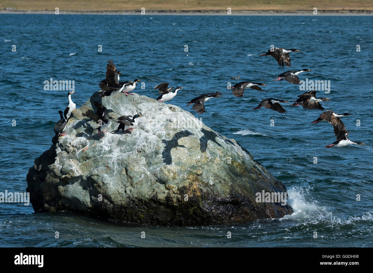 South America, Chile, Magallanes, Antártica, Tierra del Fuego,  Porvenir, The rock shag, Phalacrocorax magellanicus, Magellanic Stock Photo