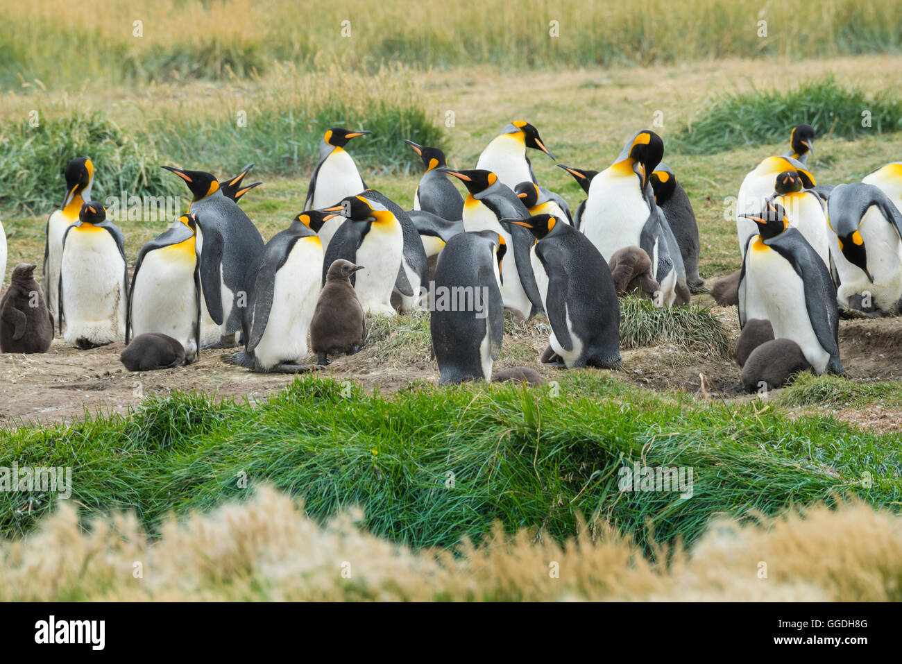 South America, Chile, Tierra del Fuego, Penguin colony Stock Photo