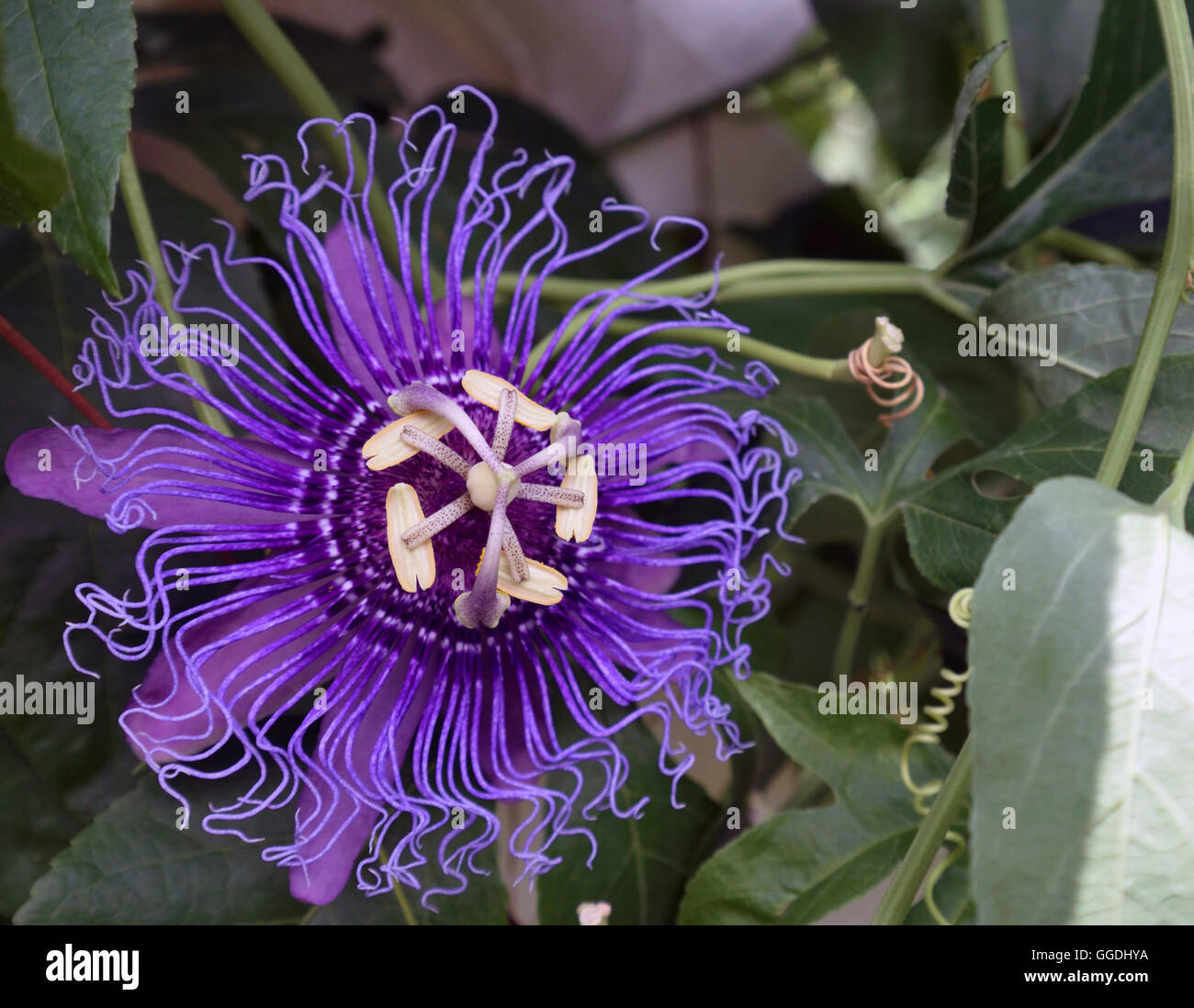 An open purple passion flower in Nature Coast Botanical Garden Spring Hill, Florida. Stock Photo