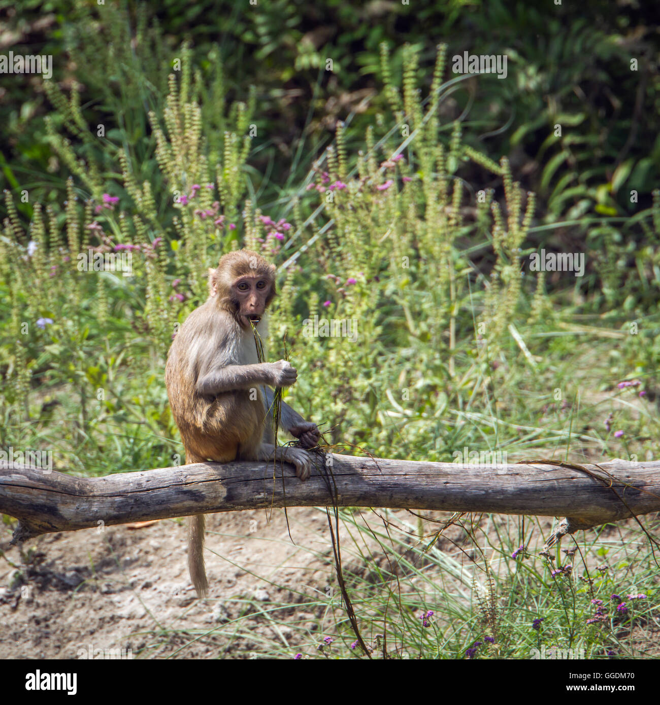Rhesus macaque Bardia national park, Nepal ; specie Macaca mulatta ...