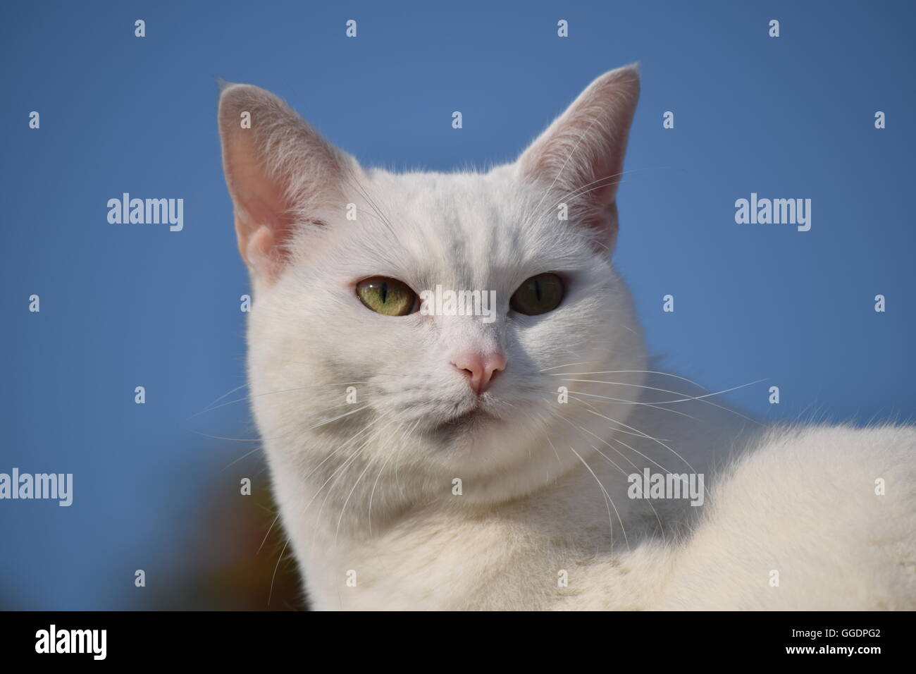 White cat against blue sky Stock Photo