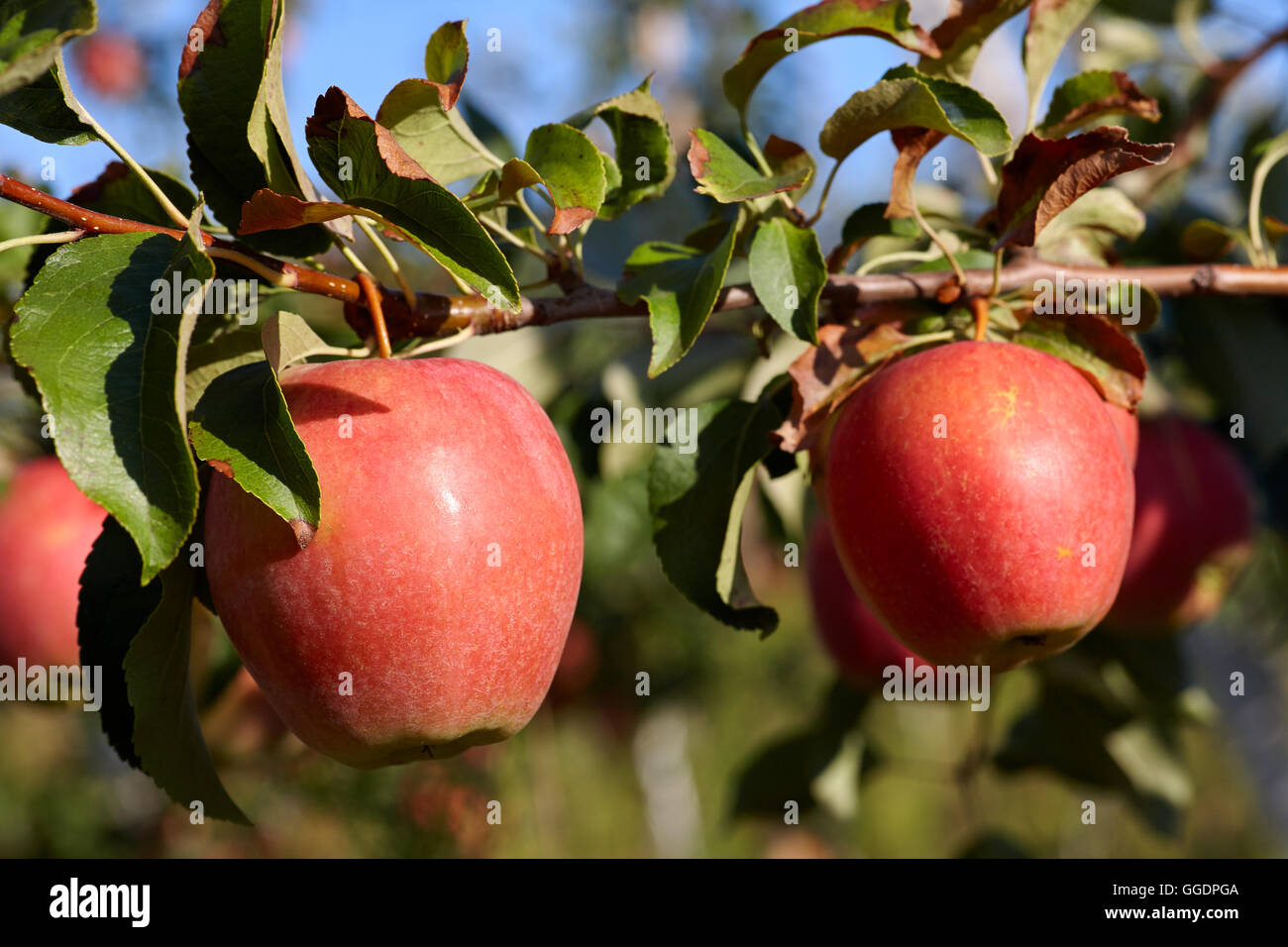 Red ripe apples on a tree, close up view Stock Photo