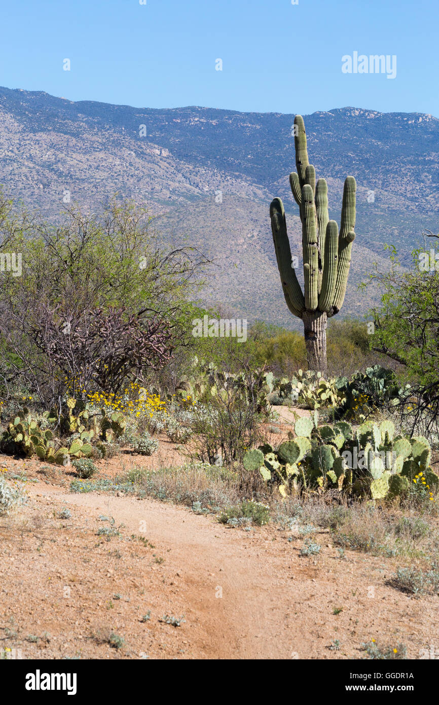 cactus trails