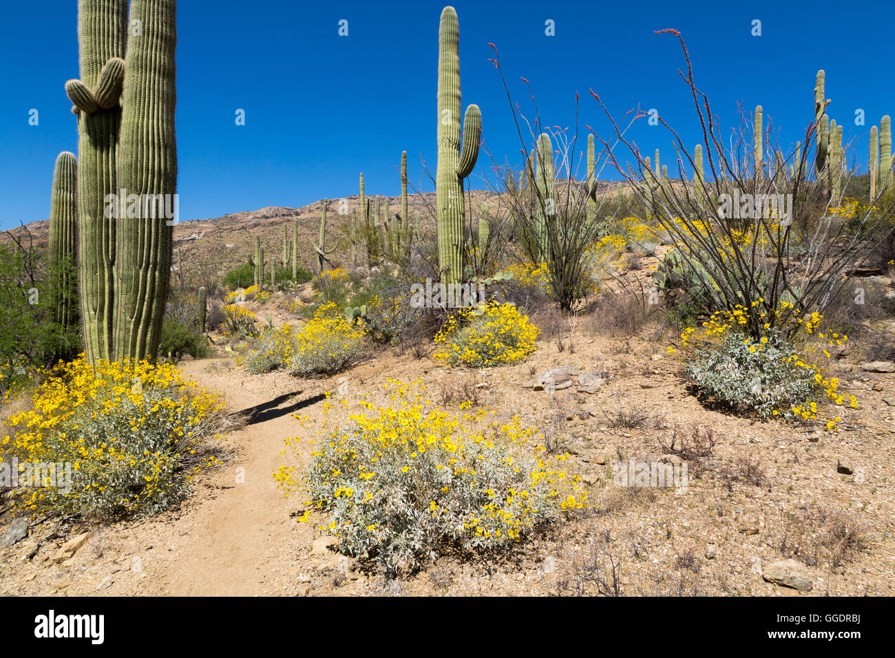 The Arizona Trail winding through a forest of saguaro cactus and Sonoran Desert vegetation. Saguaro National Park, Arizona Stock Photo