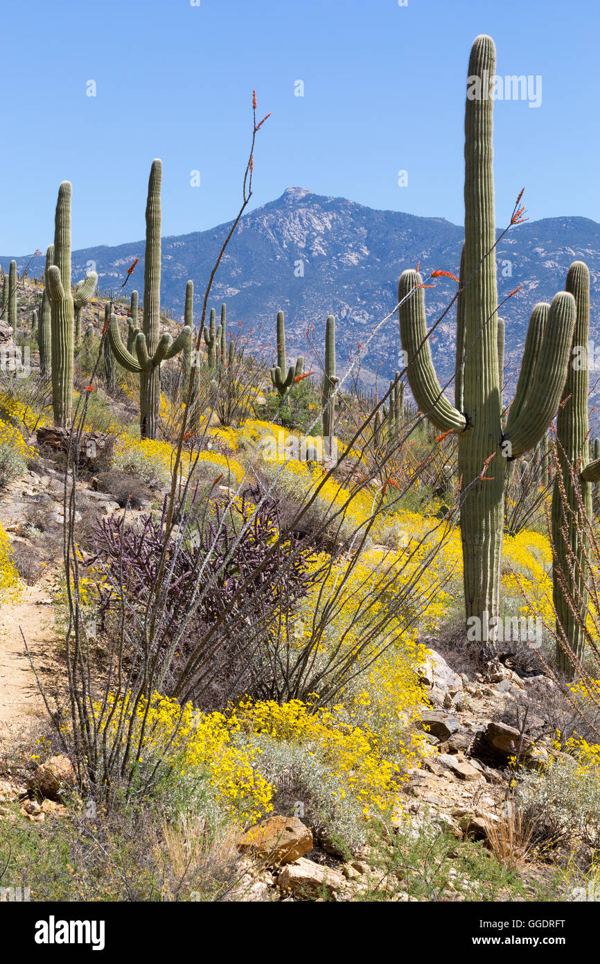 Brittlebrush wildflowers and ocotillo blooming in a forest of saguaro ...