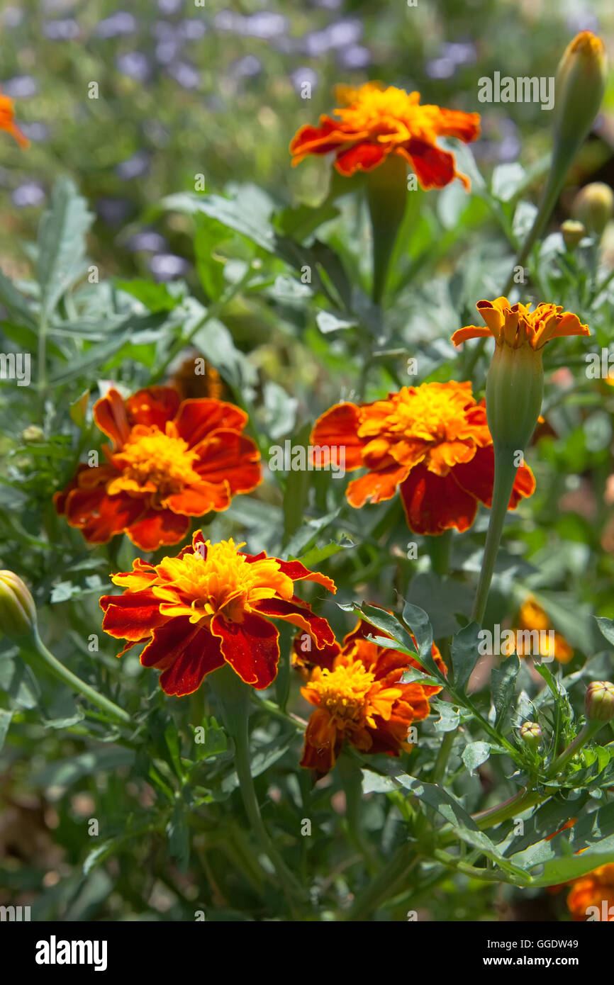 Tagetes flowers and buds on a flowerbed Stock Photo