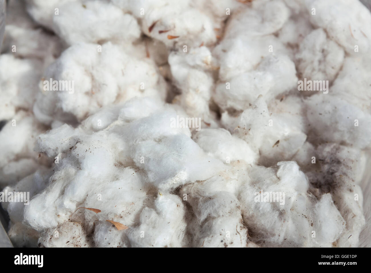 Raw cotton hand picked closeup Stock Photo - Alamy