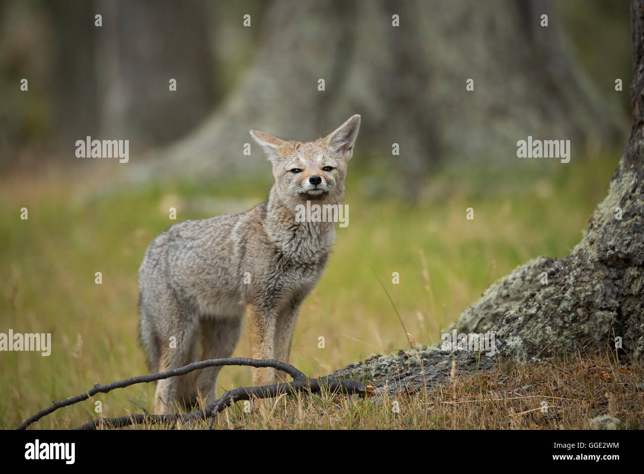 South America, Patagonia, Chile, Magallanes y la Antártica, Tierra del Fuego, Lago Blanca, Fox in the forest Stock Photo