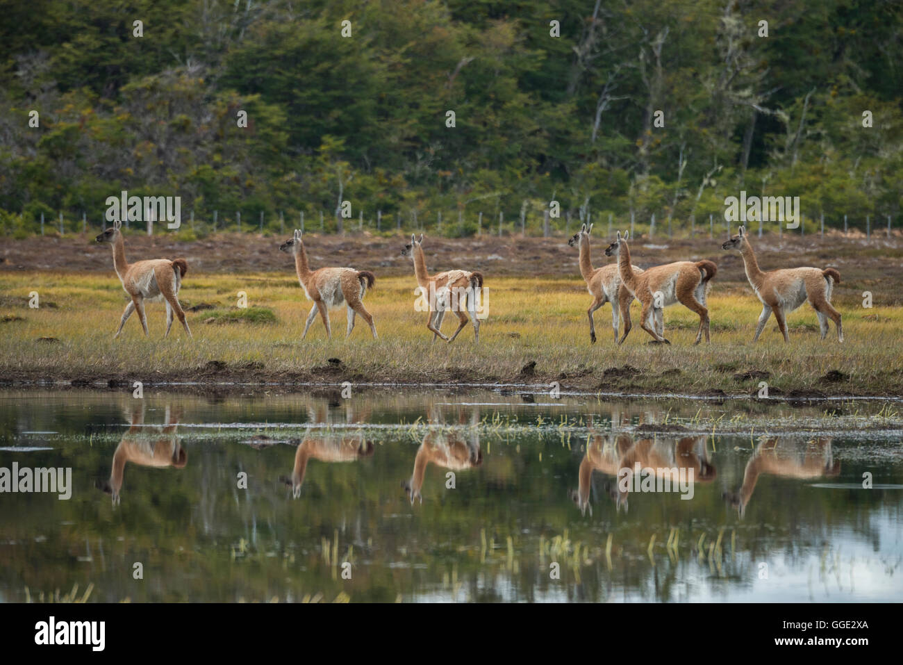 South America, Patagonia, Chile, Magallanes y la Antártica, Tierra del Fuego, Lago Blanca, Guanaco, Lama guanicoe Stock Photo