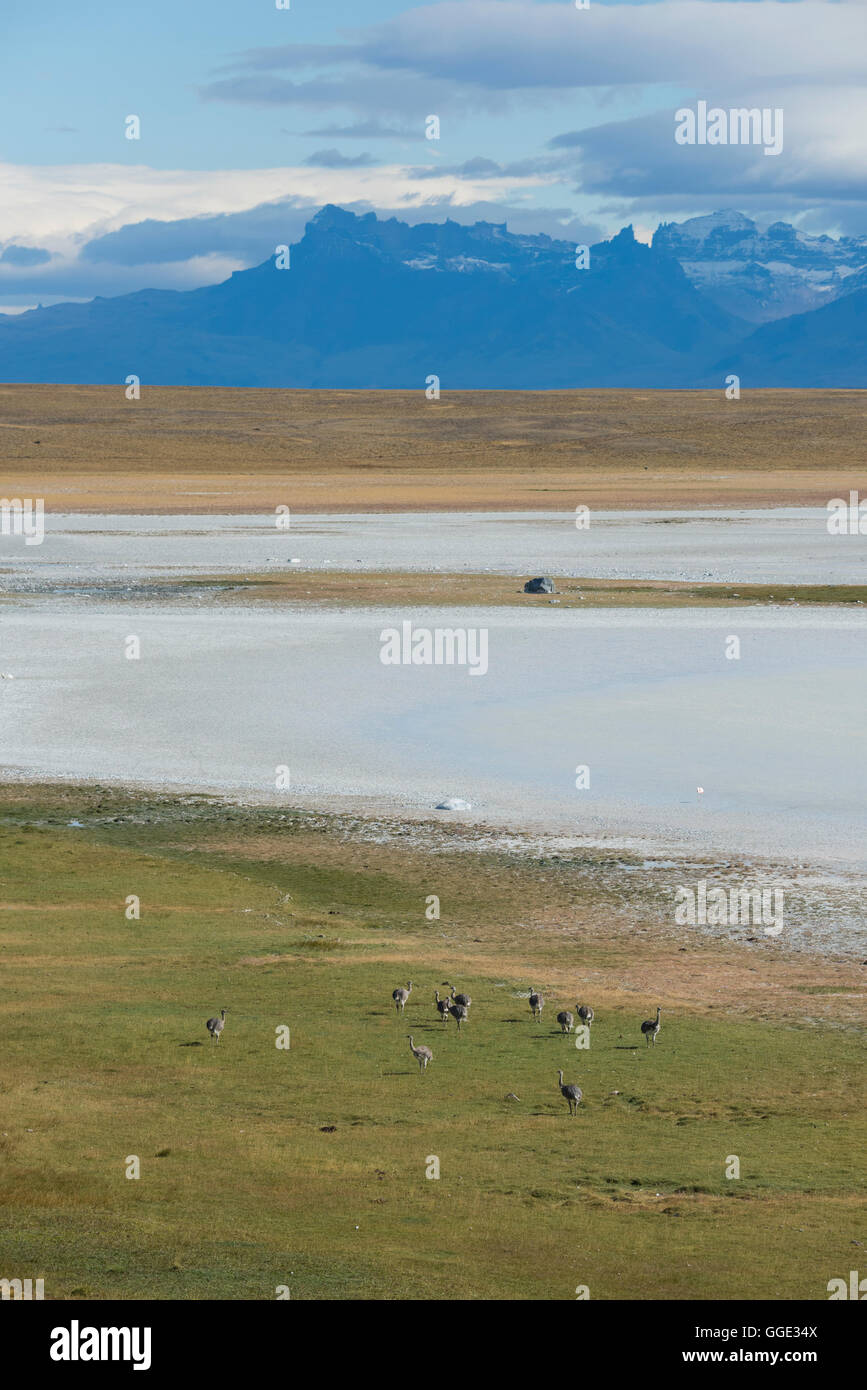 South America, Chile, Patagonia,Magallanes Region, Torres del Paine, National Park, UNESCO, World Heritage, Mando flock outside Stock Photo