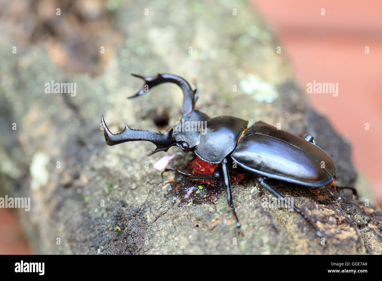 Rhaetulus crenatus crenatus stag beetle in Taiwan Stock Photo