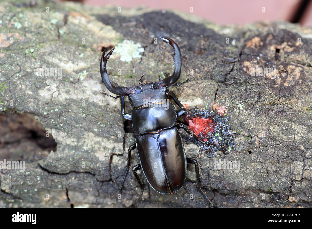 Rhaetulus crenatus crenatus stag beetle in Taiwan Stock Photo