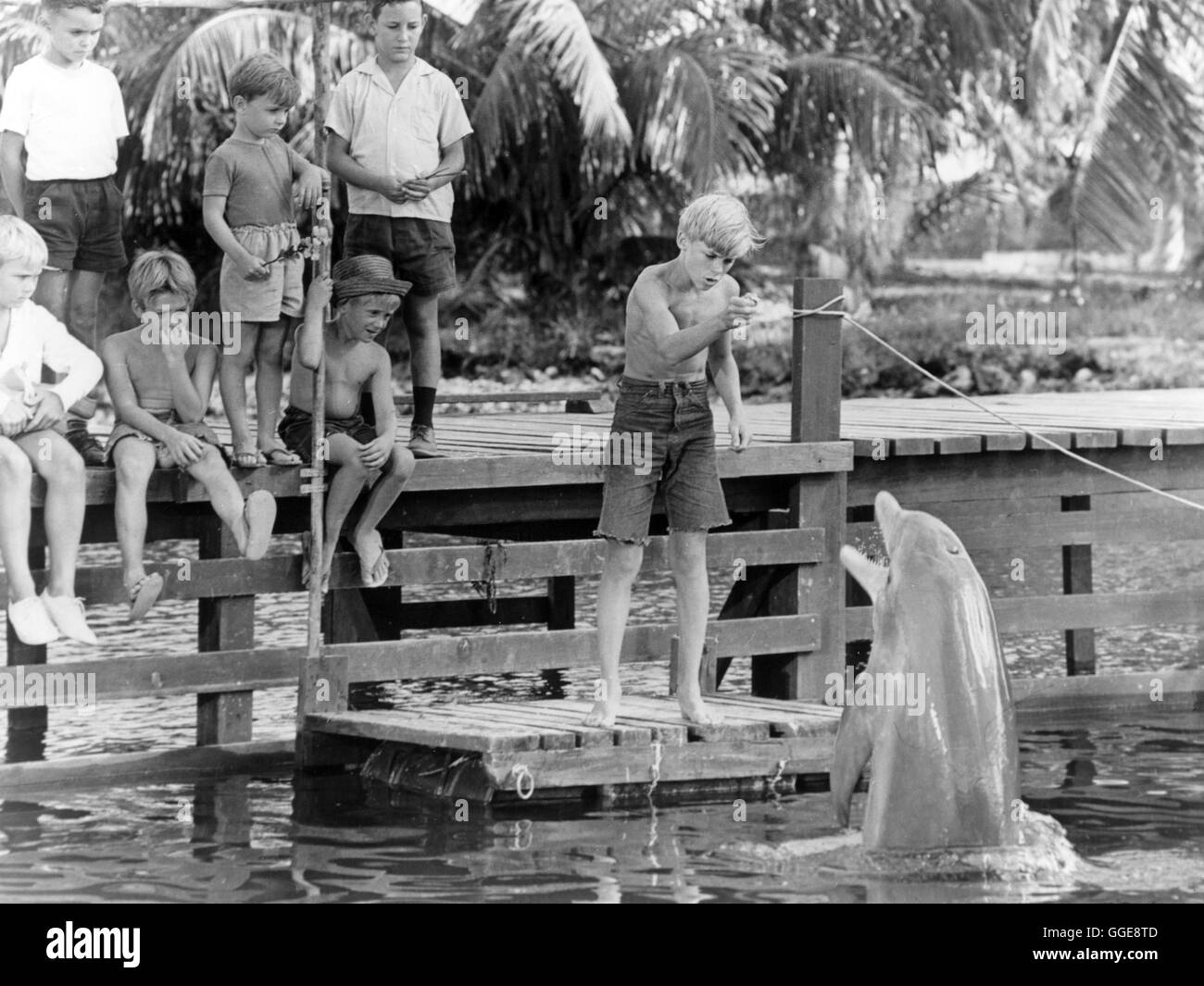 NEUES ABENTEUER MIT FLIPPER / USA 1963 / Leon Benson LUKE HALPIN (Sandy Ricks) mit Flipper Regie: Leon Benson Stock Photo