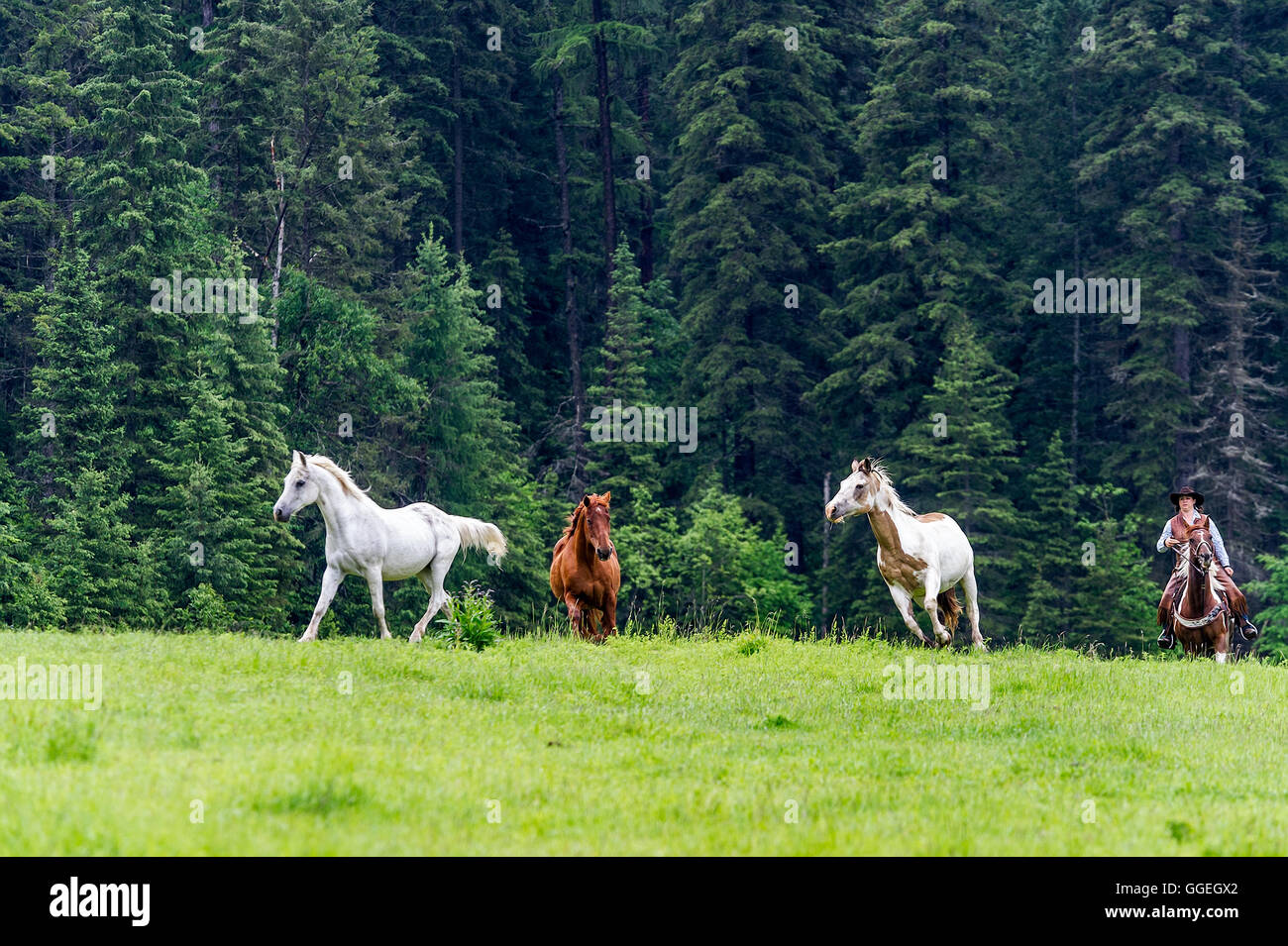 Cowboy horse round up hi-res stock photography and images - Alamy
