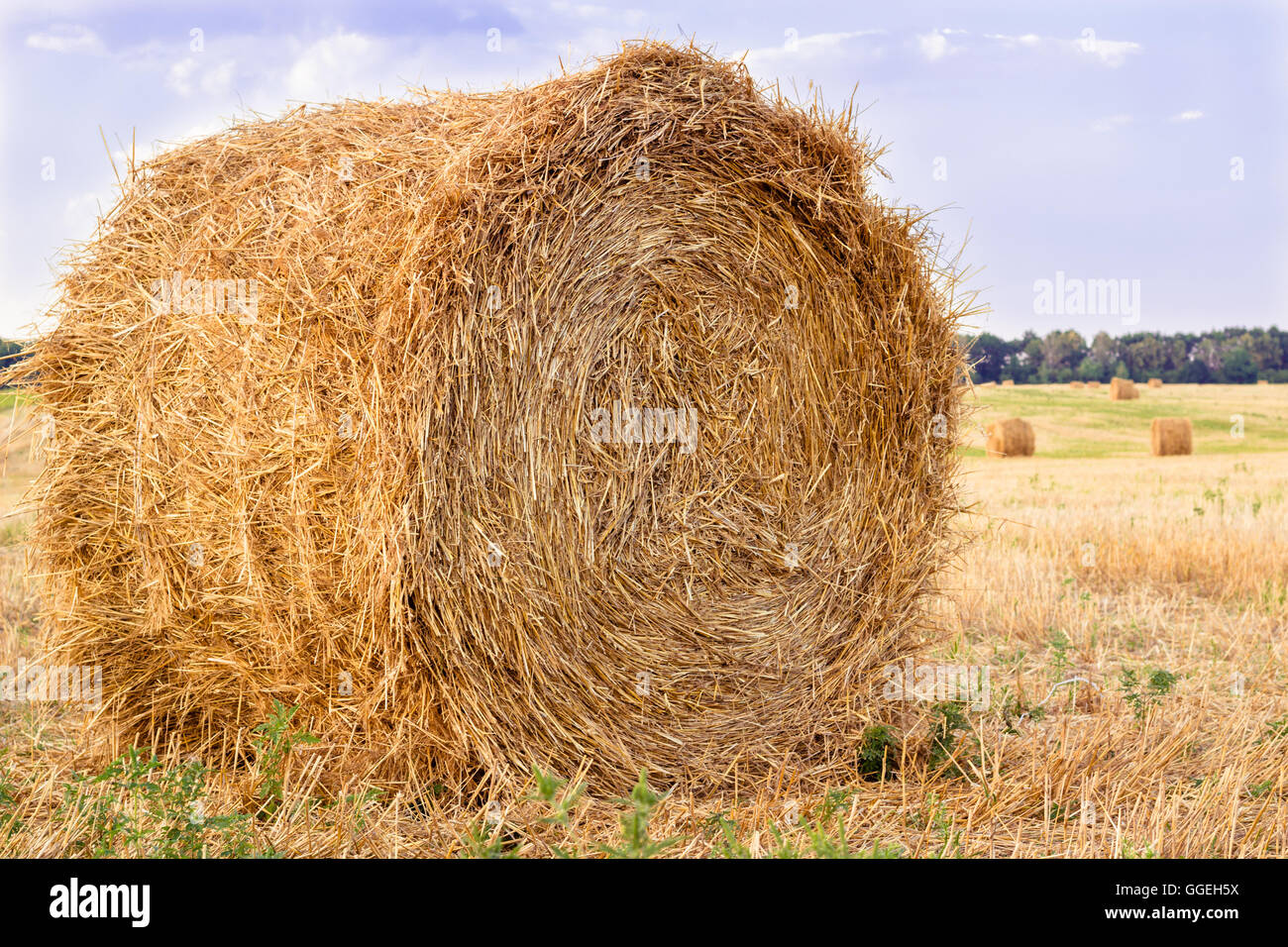 Hay dry stacks on countryside field during harvest time Stock Photo