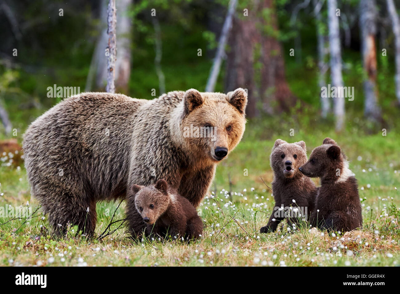 Brown mother bear protecting cubs hires stock photography and images Alamy