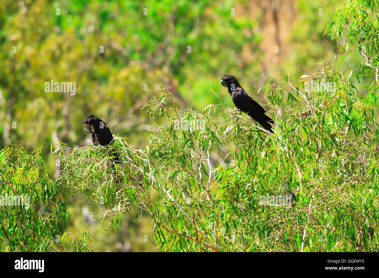 RedTailed Black Cockatoos (Calyptorhynchus banksii) nest high in a