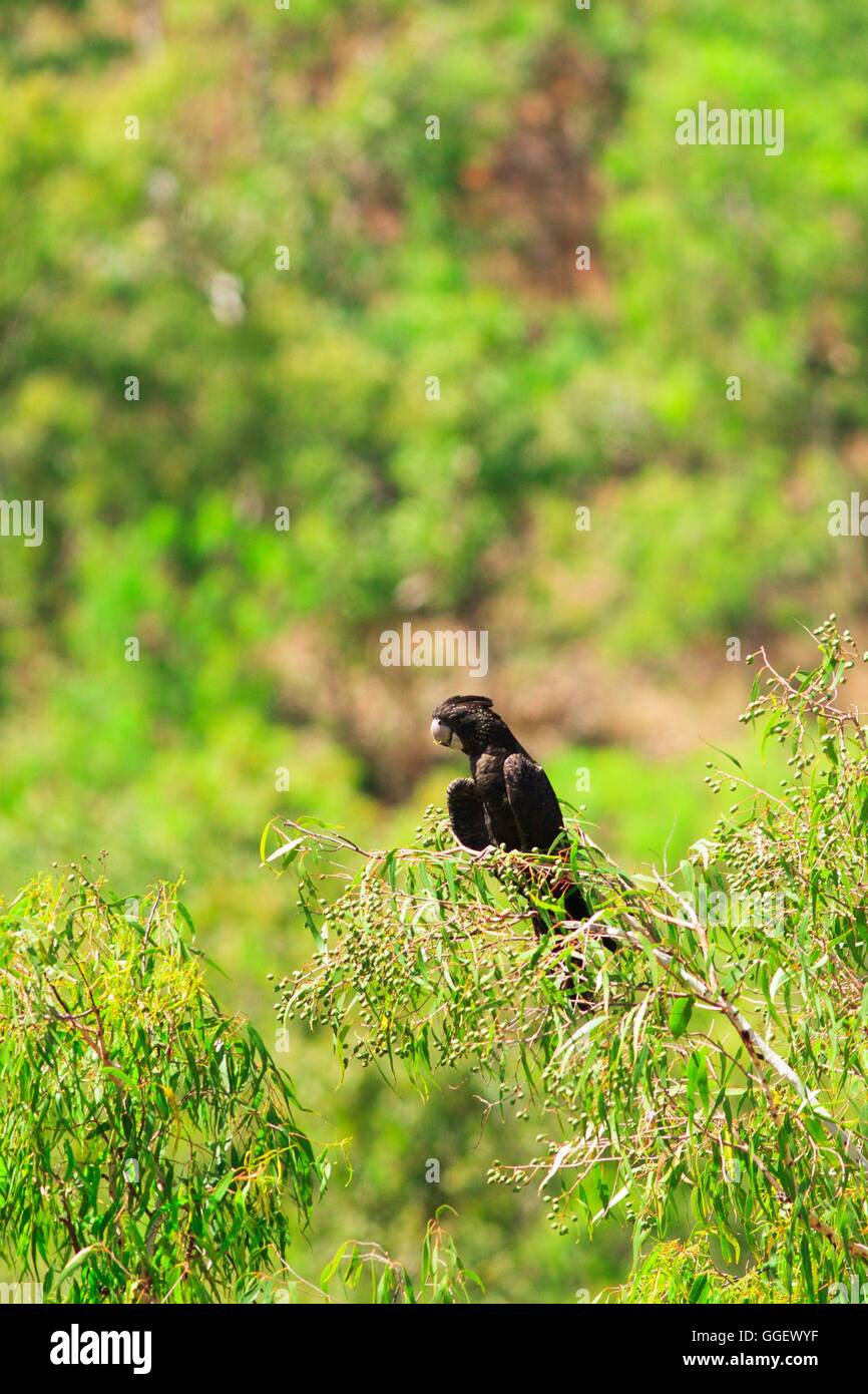 RedTailed Black Cockatoos (Calyptorhynchus banksii) nest high in a