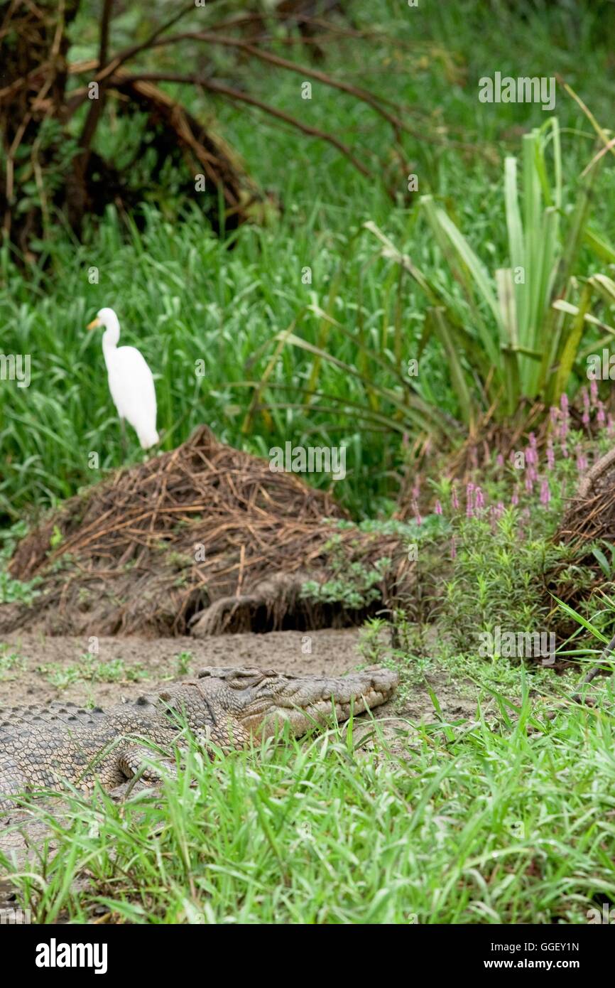 A large Saltwater crocodile basks beside a wary white egret in Yellow Waters, Kakadu National Park, Northern Territory, Australi Stock Photo