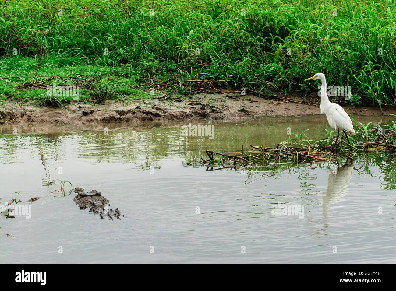 An estuarine crocodile swims close to egrets on the shores of Yellow Waters, Kakadu National Park, Northern Territory, Australia Stock Photo