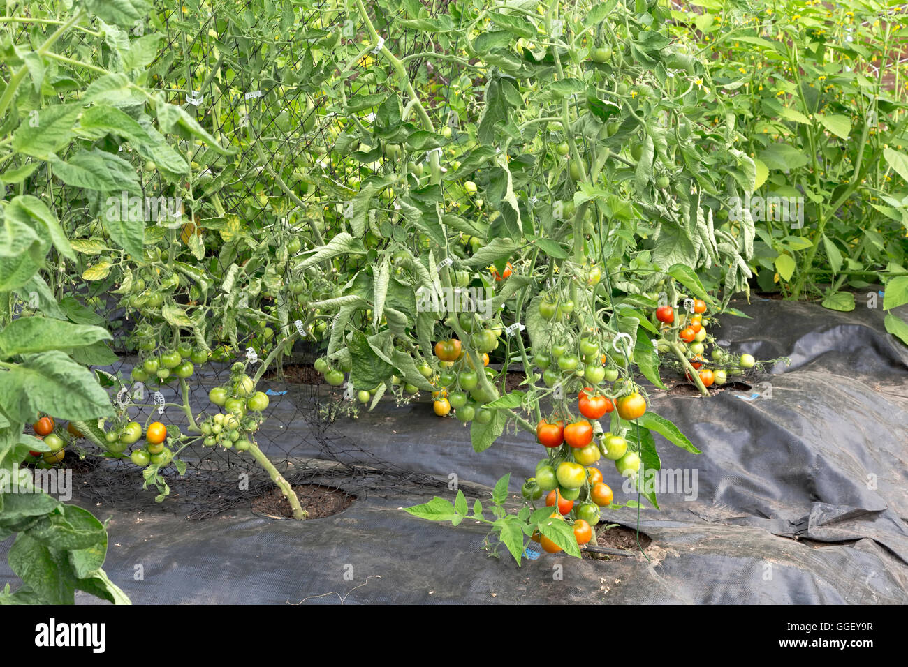 Trellised climbing tomatoes growing in tunnel, plastic sheeting, Stock Photo