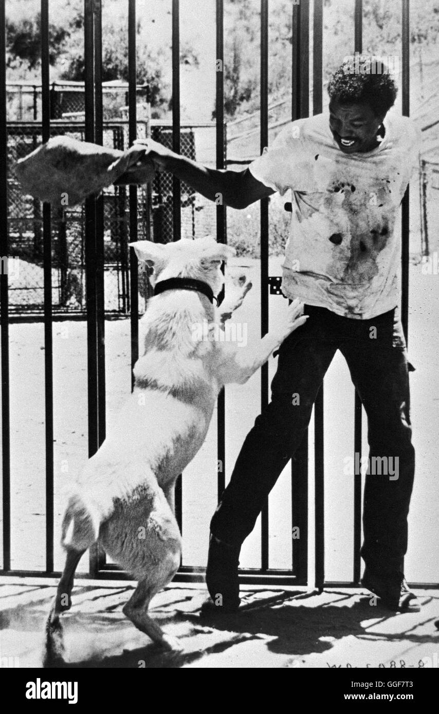 DER WEISSE HUND VON BEVERLY HILLS / White Dog USA 1982 / Samuel Fuller PAUL  WINFIELD (Keys) in 'Der weiße Hund von Beverly Hills', 1982. Regie: Samuel  Fuller aka. White Dog Stock Photo - Alamy