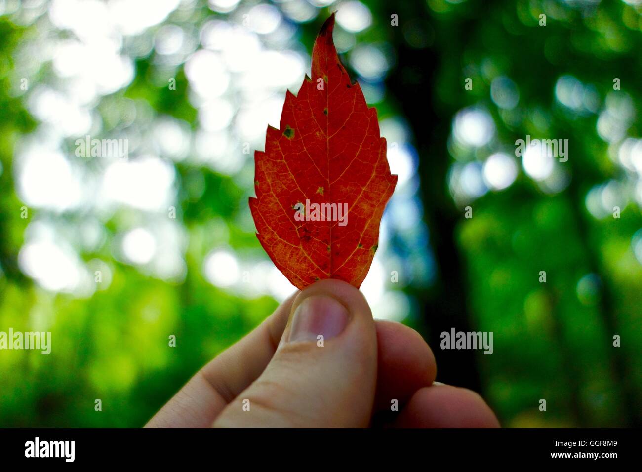 Macro of a red leaf, being held up in a forest Stock Photo