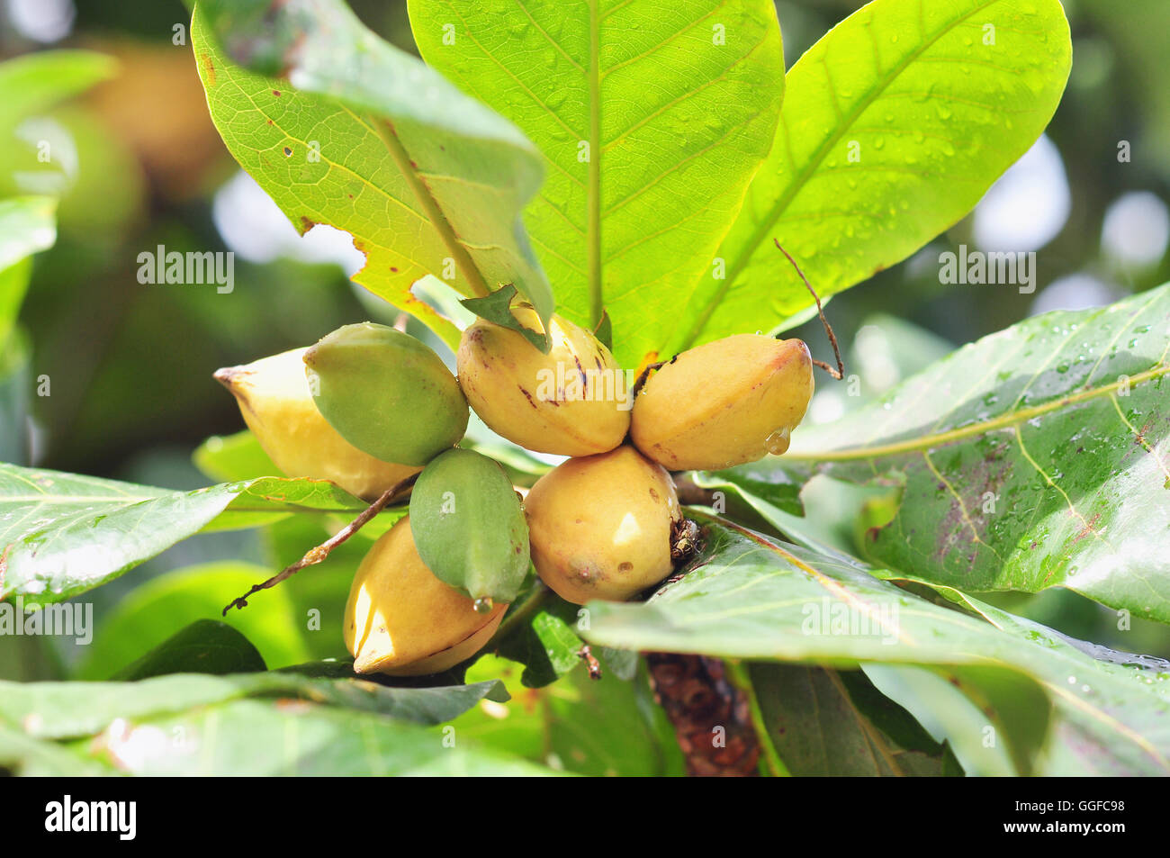 Terminalia catappa fruit Stock Photo