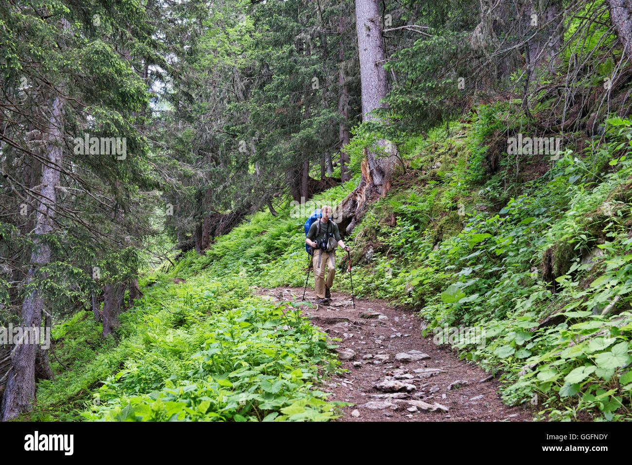 Trekking through the forest along the Haute Route in Switzerland. Stock Photo