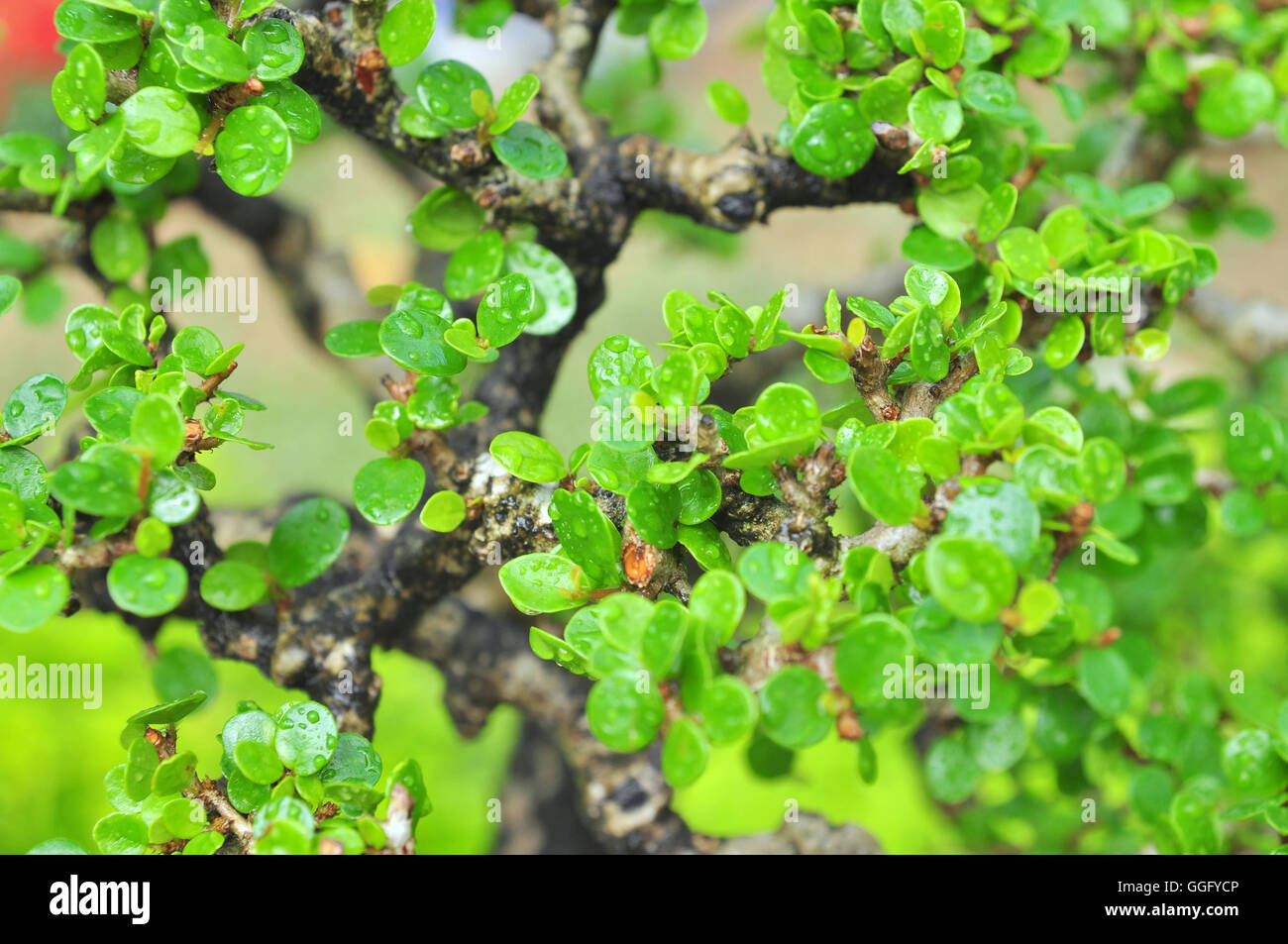Green bonsai leaves in the spring Stock Photo