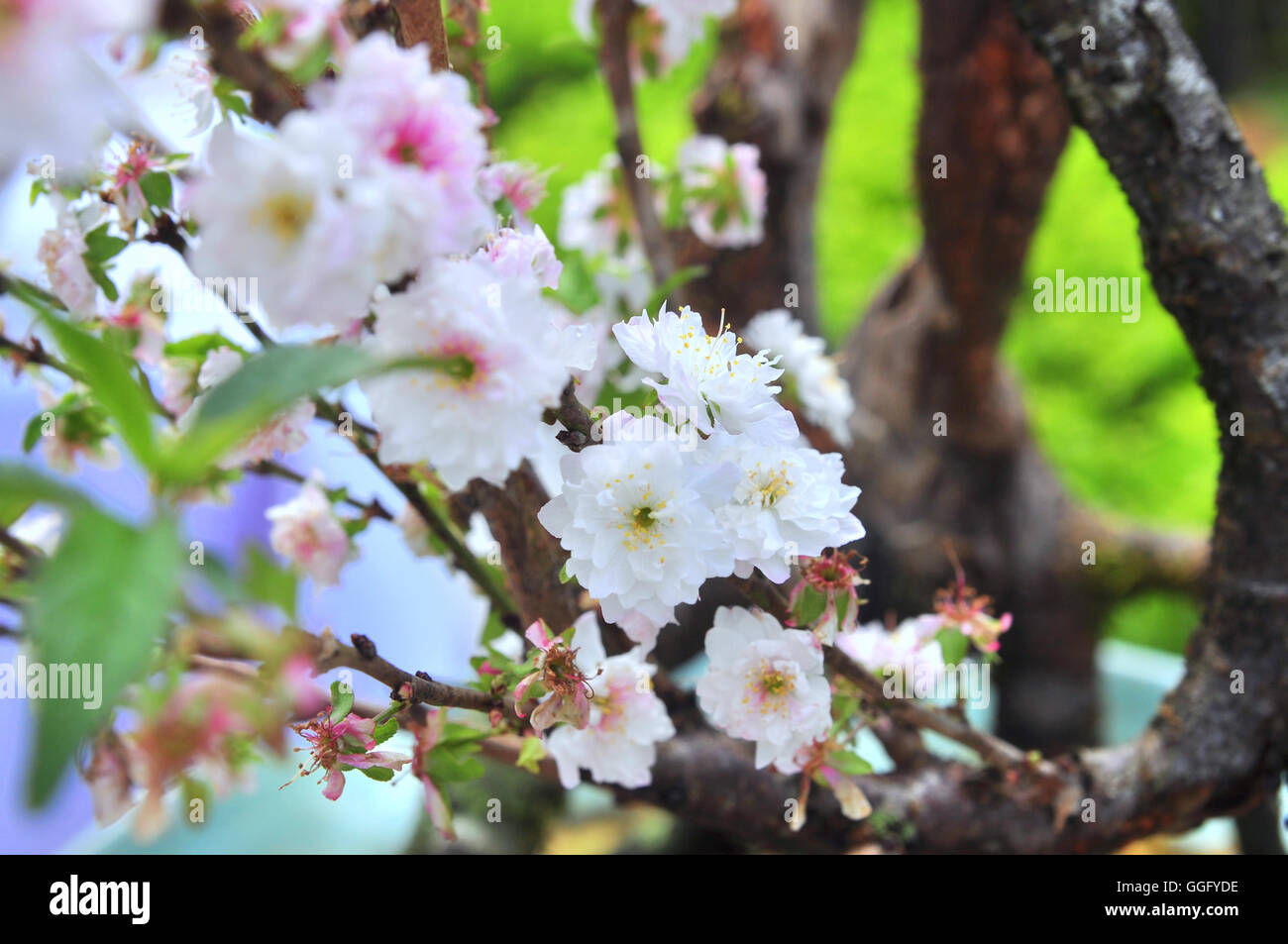 White apricot blossom in the spring Stock Photo