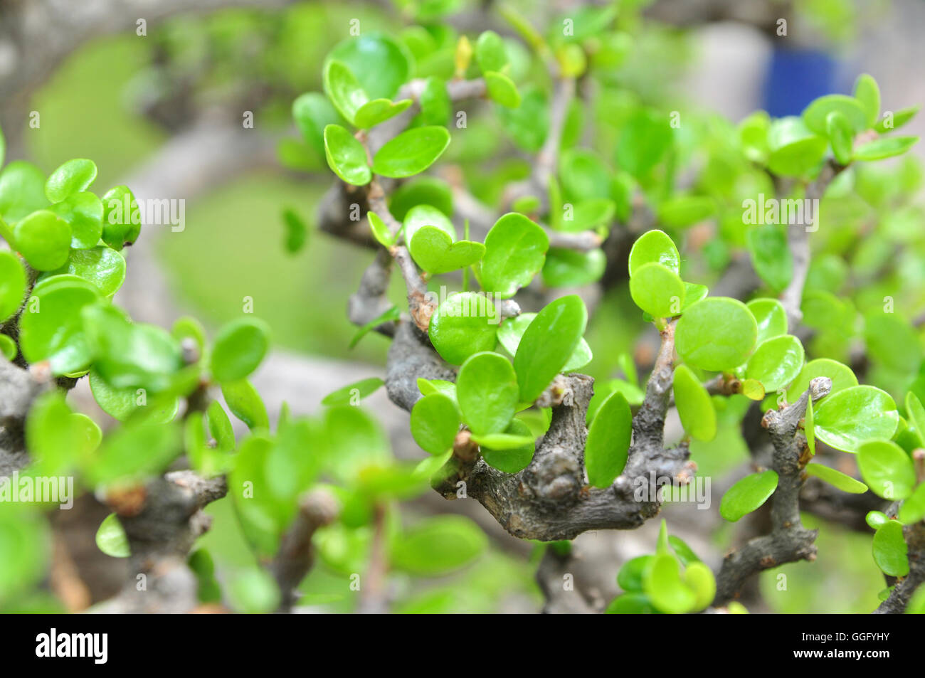 Green bonsai leaves in the spring Stock Photo