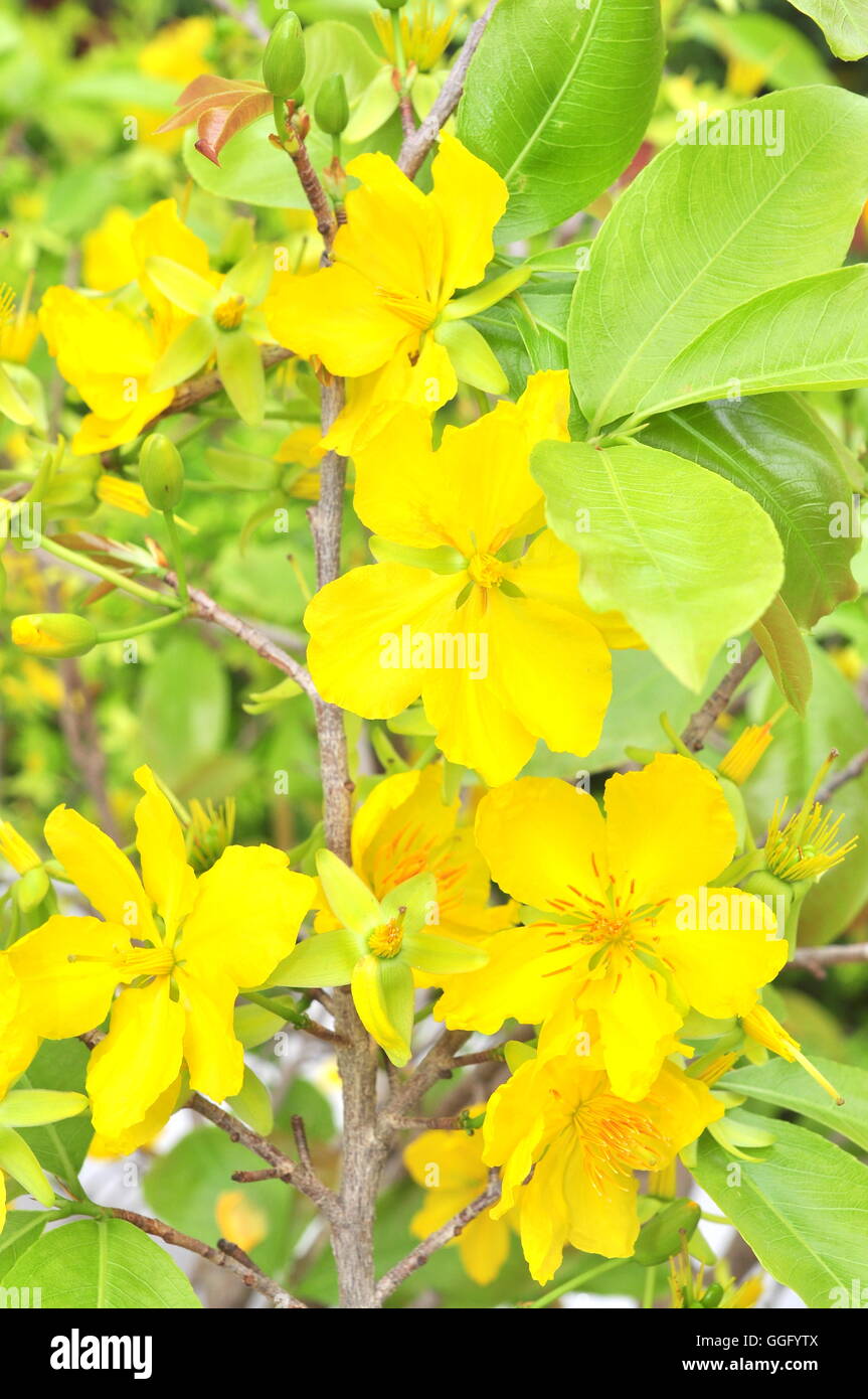 Yellow apricot blossom in the spring Stock Photo Alamy