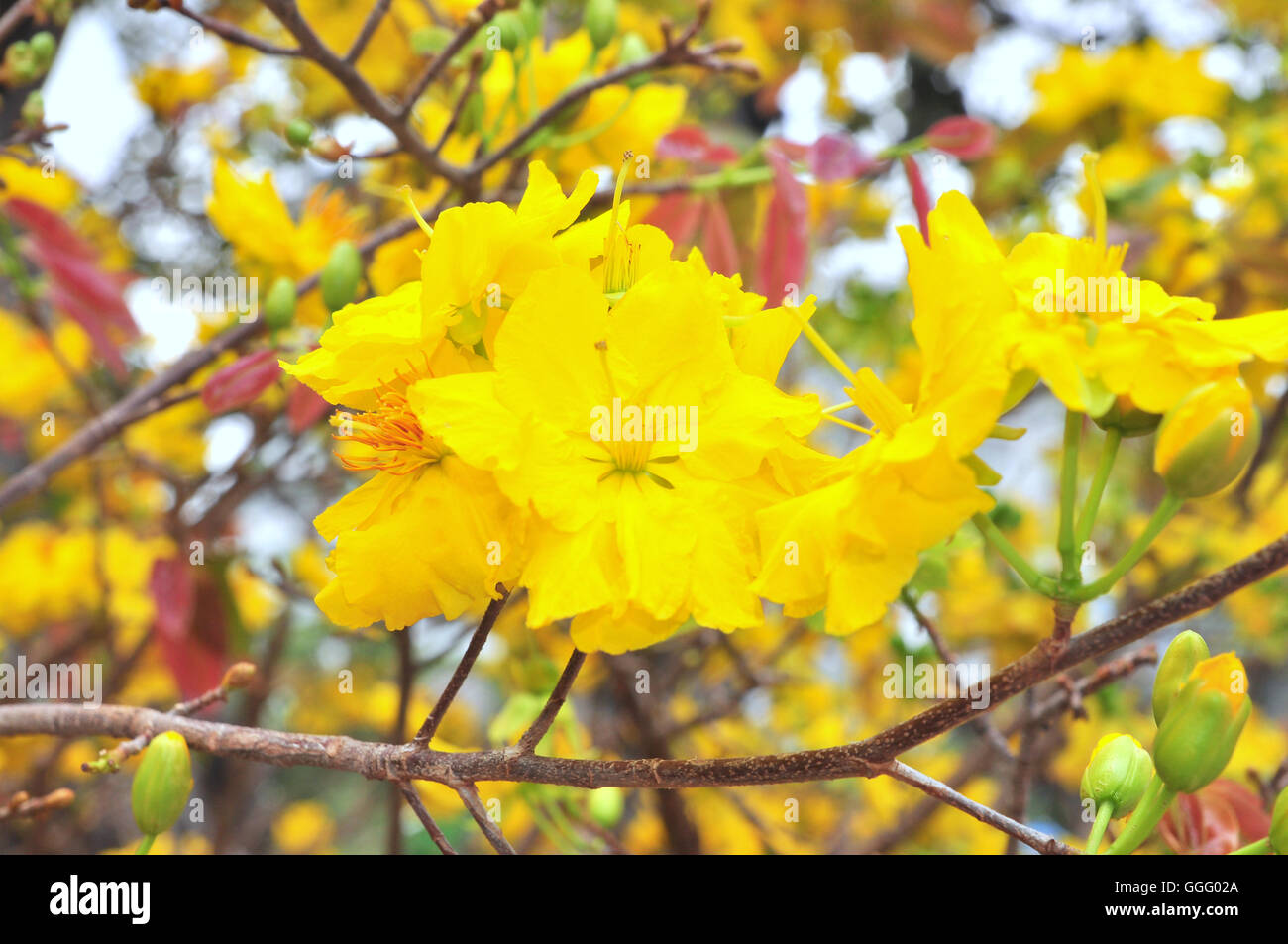 Yellow apricot blossom in the spring Stock Photo