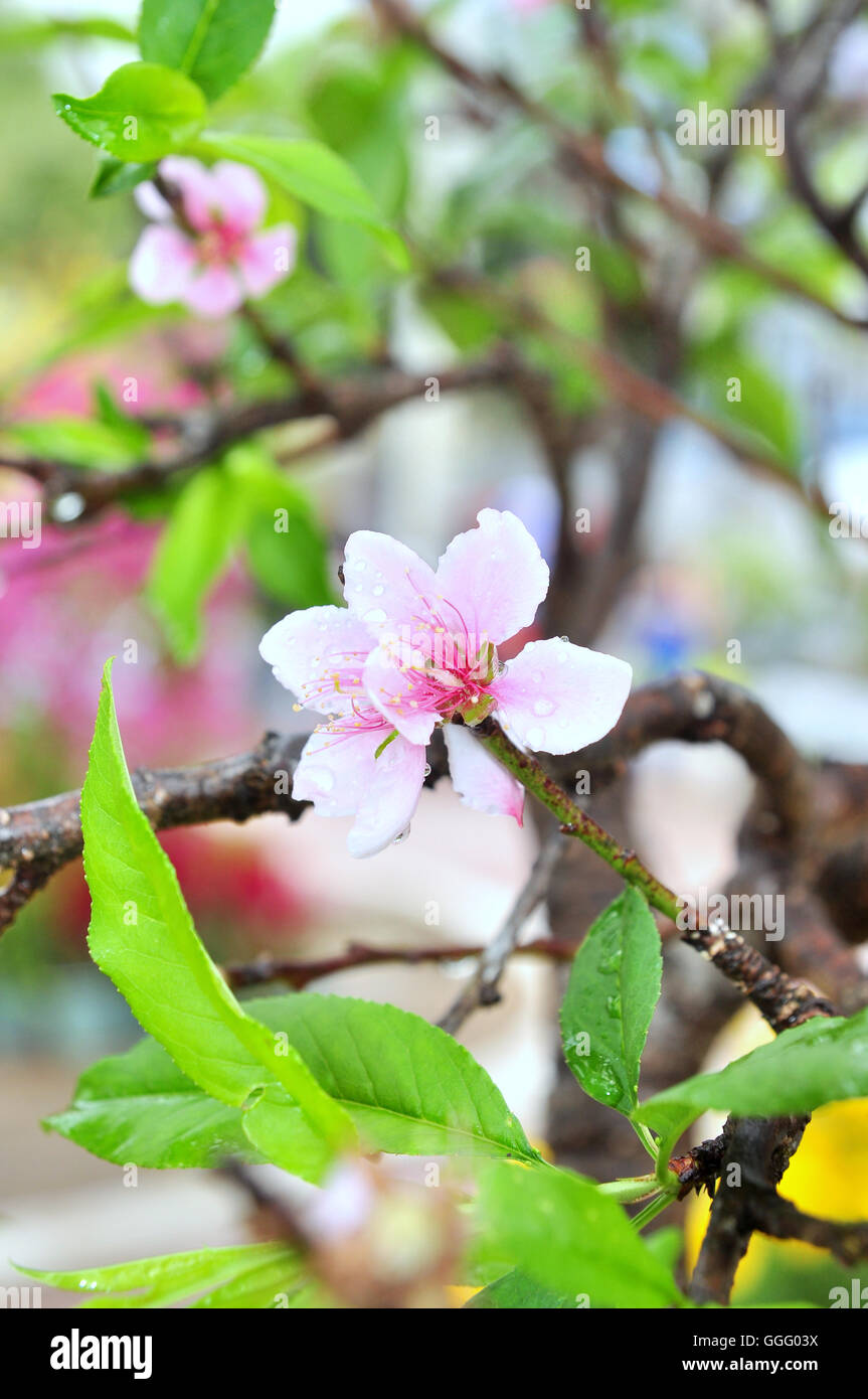 Peach blossom in the spring in Vietnam Stock Photo