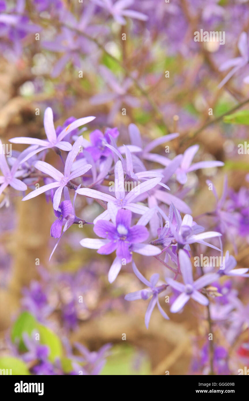 Purple Queen Flower Stock Photo Alamy