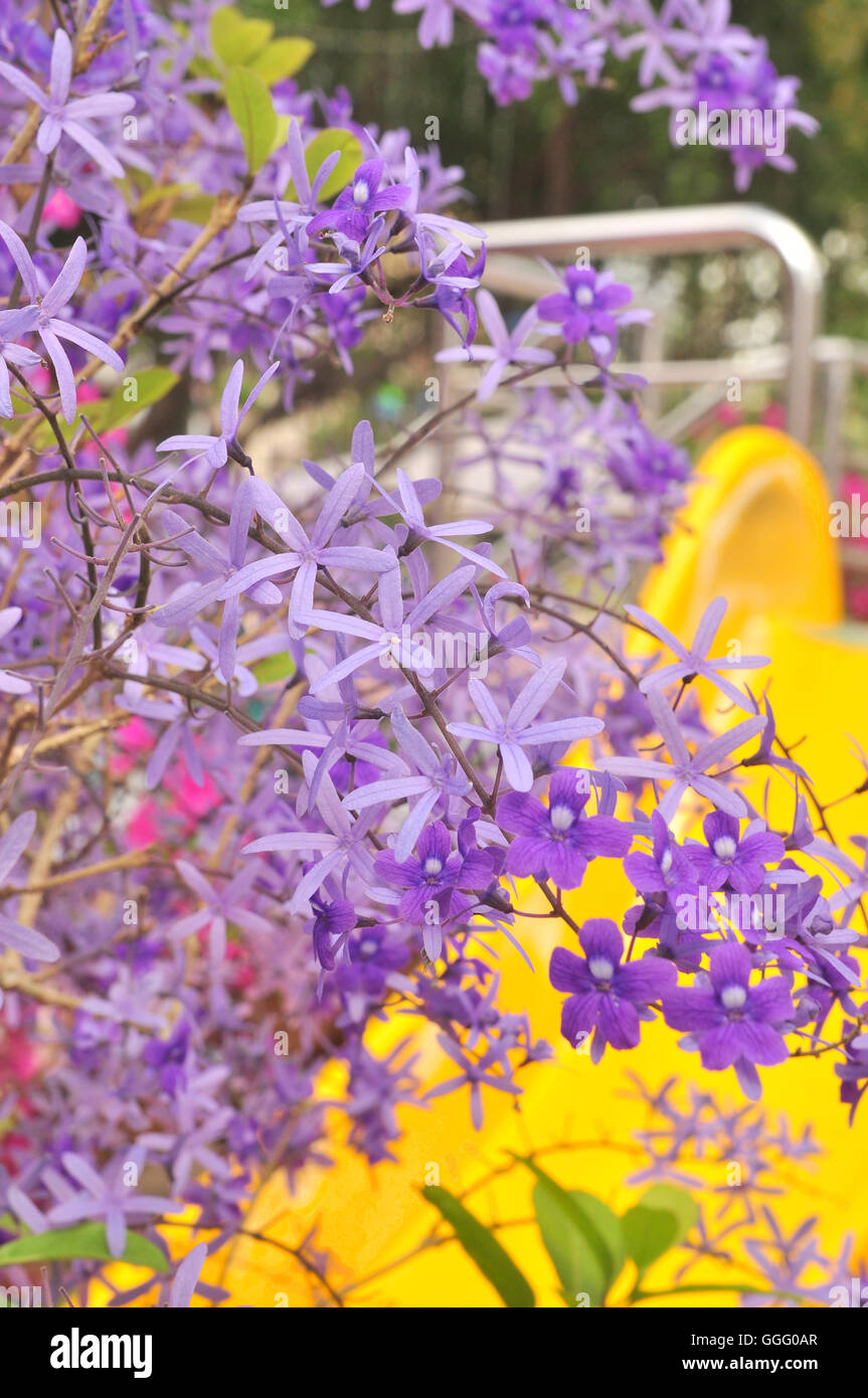 Purple Queen Flower Stock Photo