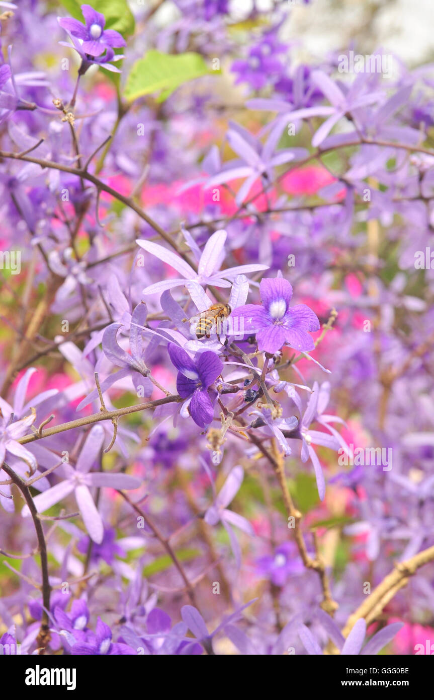 Purple Queen Flower Stock Photo Alamy