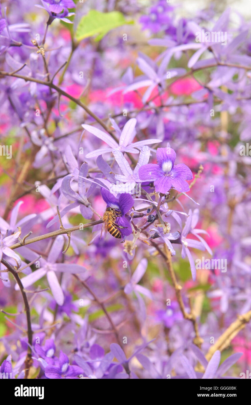 Purple Queen Flower Stock Photo Alamy