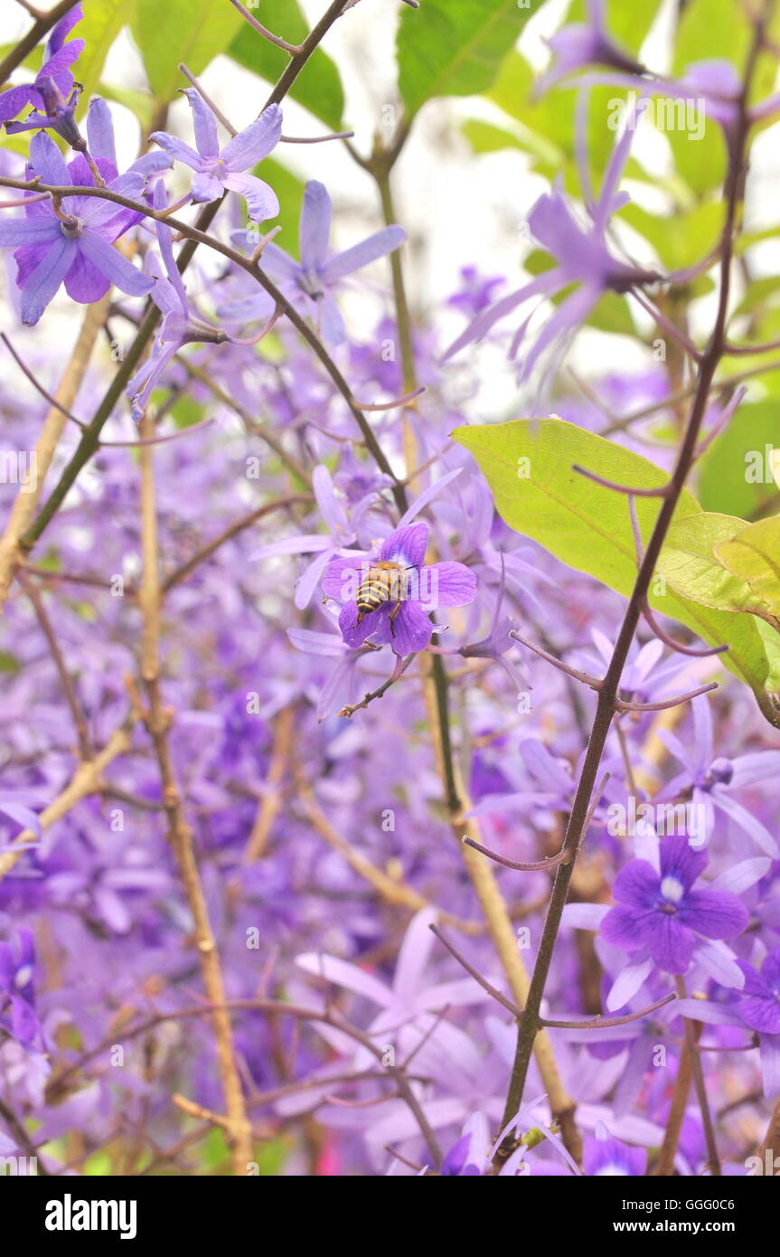 Purple Queen Flower Stock Photo Alamy