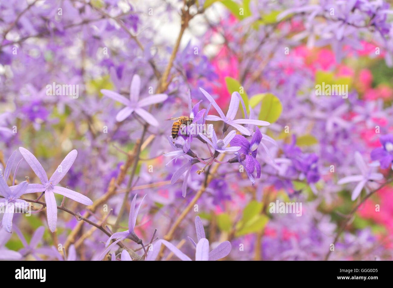 Purple Queen Flower Stock Photo