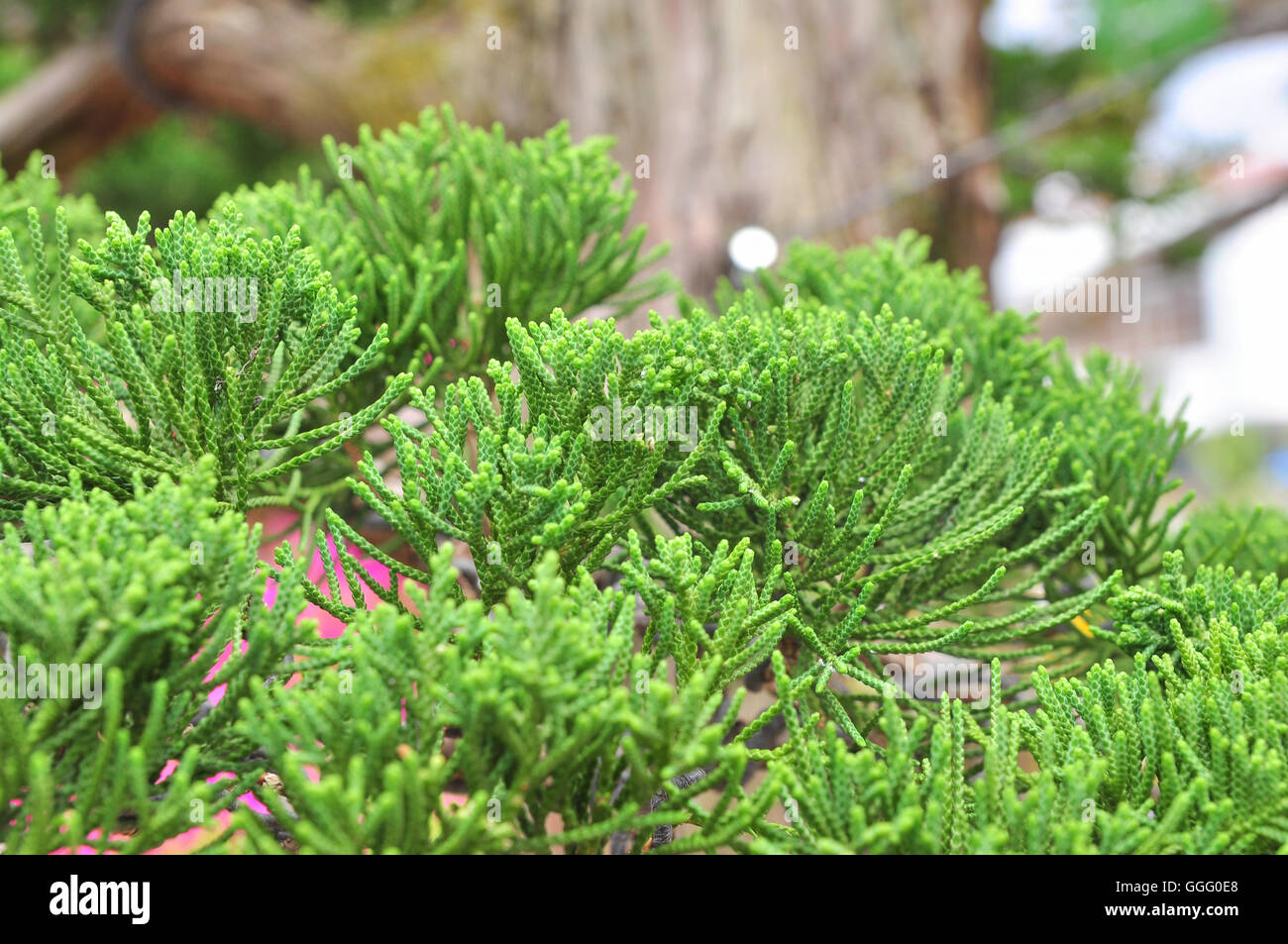 Bonsai pine Stock Photo