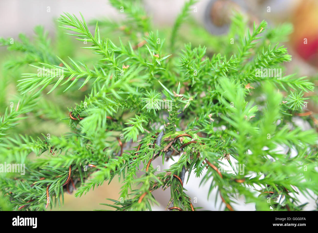 Bonsai pine leaf Stock Photo