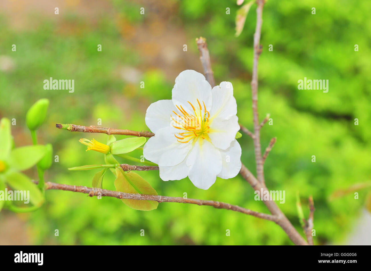 White apricot blossom in the spring Stock Photo