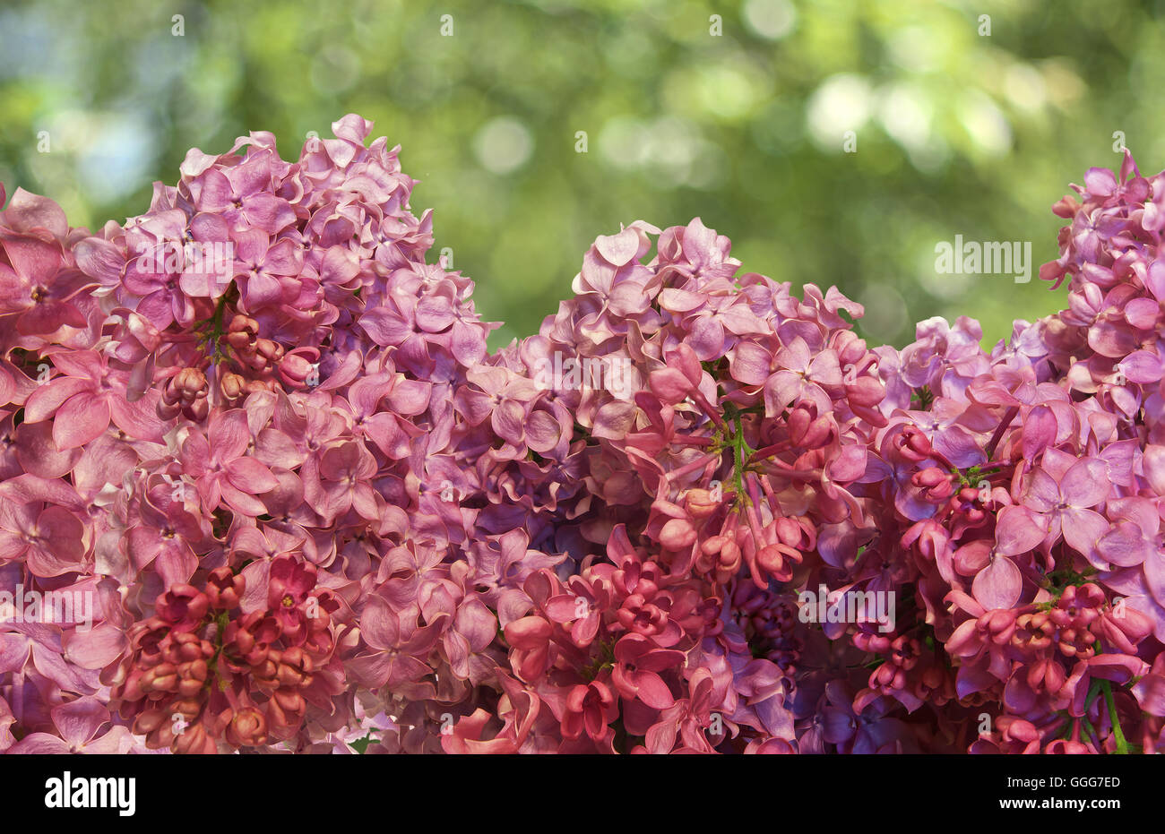 beautiful purple lilac flowers. Spring background Stock Photo - Alamy