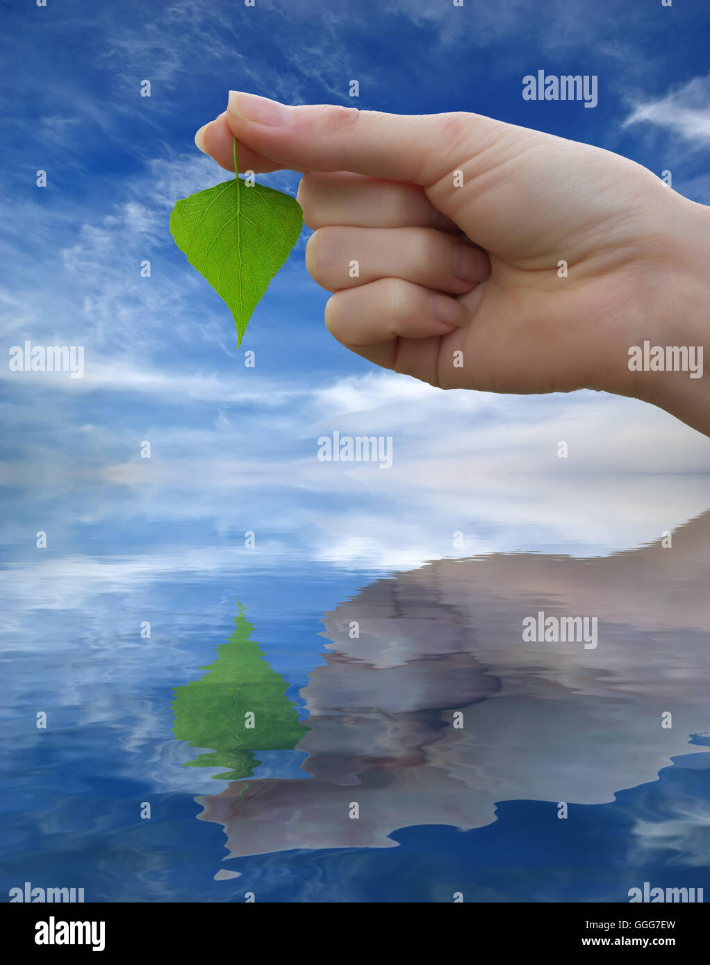 green leaf in hand and reflection in water Stock Photo