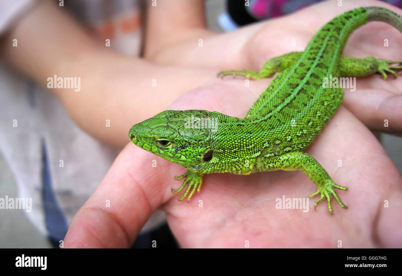 Green lizard in child hand Stock Photo